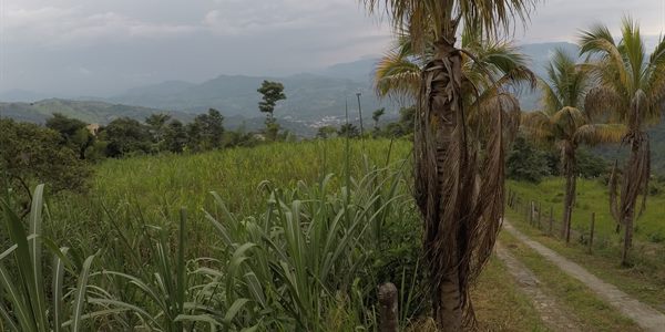 Festival de la Panela